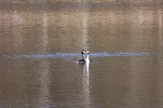 Pair of great crested grebes performing a mating dance on a calm lake