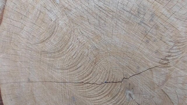 Top view of a fresh tree stump showing growth rings and wood texture