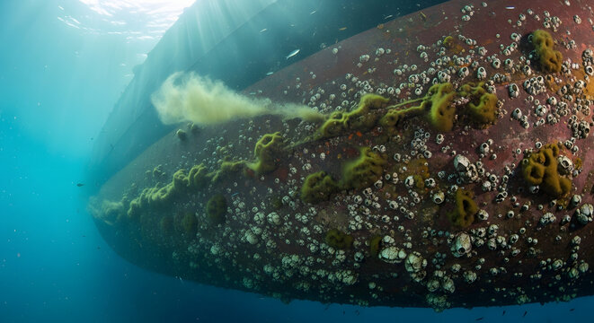 Underwater view of ship hull with marine life growth