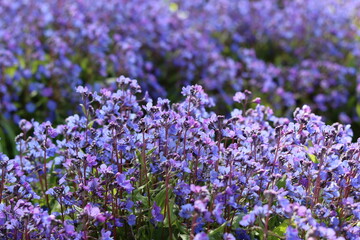 Obraz premium Omphalodes cappadocica 'Cherry Ingram' or navelwort flowers