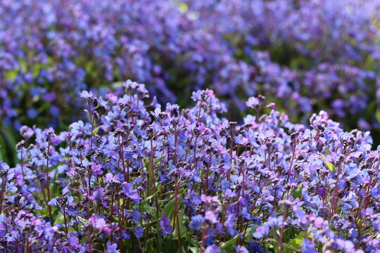 Omphalodes cappadocica 'Cherry Ingram' or navelwort flowers