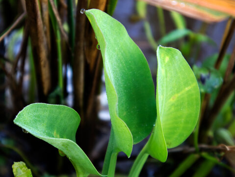Limnocharis flava, an iron-rich vegetable, plays a role in producing red blood cells, thus preventing anemia. It is also rich in vitamin C, which can increase iron absorption in the body.