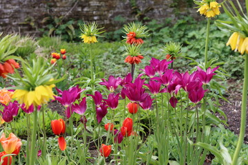 Obraz premium Crown imperial flowers and tulips in a garden in spring