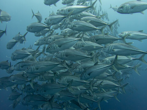 Jack fish schooling 