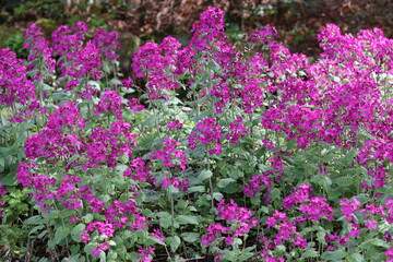 Obraz premium Honesty or lunaria annua flowers in a garden