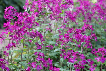 Obraz premium Honesty or lunaria annua flowers in a garden