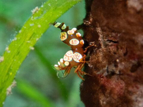 Sexy shrimp