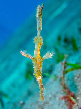 Halimeda ghost pipefish