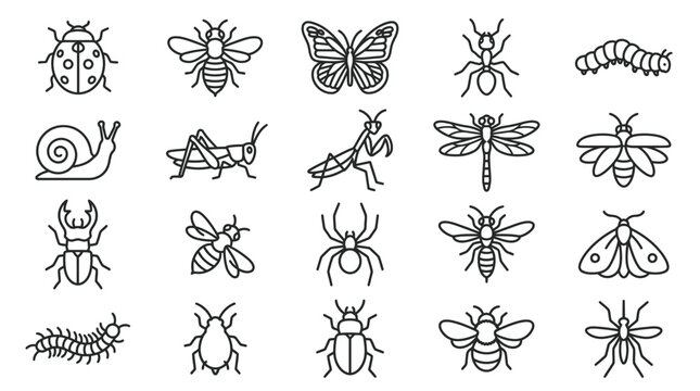 Insects and Bugs Line Drawings Collection.