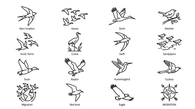 Birds in Flight and Perched.