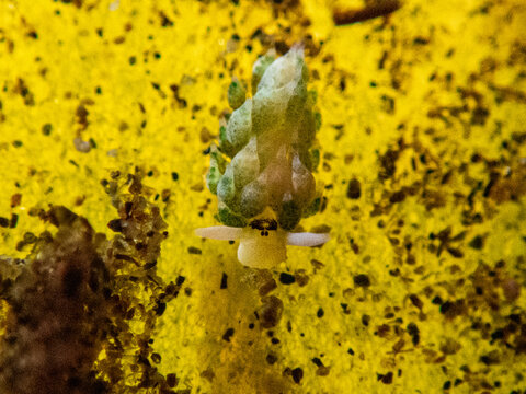 Sea slug (shaun the sheep)