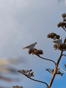 Turtle dove perched in a tree with a beautiful blue sky