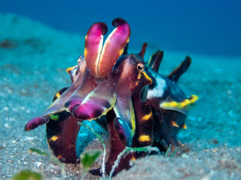Flamboyant cuttlefish 