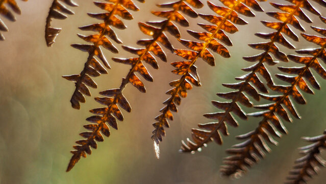 Feuilles de foug&egrave;re sauvages, en automne, dans la for&ecirc;t des Landes de Gascogne