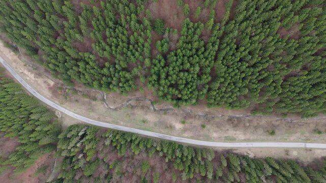 Aerial Top-Down Drone Video Rising Above Winding Forest Road Through Dense Conifer Forest