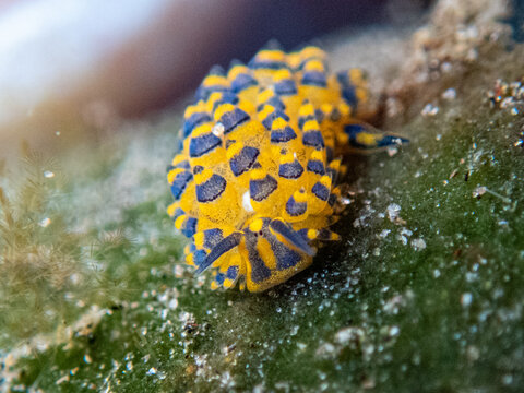 Sea slug (Shaun the sheep)