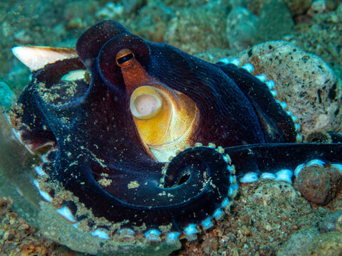 Coconut Octopus
