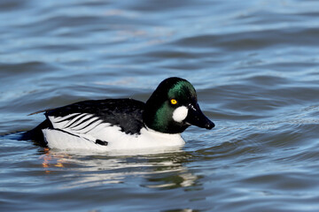 Fototapeta premium Goldeneye, male,