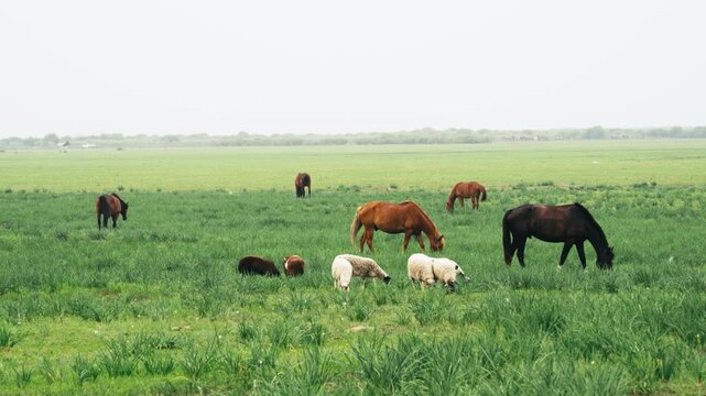 Grassland Herbivores Grazing in Wide Open Steppe Landscape