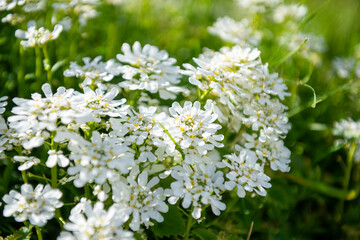 Fototapeta premium white flowers in the garden