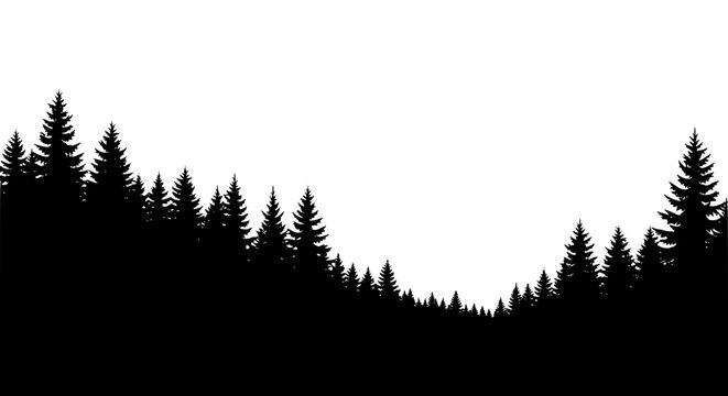 Pine Forest Silhouette Background with Spruce Trees