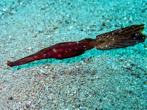 Robust ghost pipefish