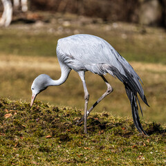 Fototapeta premium The Blue Crane, Grus paradisea, is an endangered bird