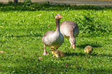Family of greylag geese, Anser anser with small babies. © rudiernst