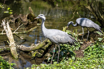 Fototapeta premium Demoiselle Crane, Anthropoides virgo are living in the bright green meadow during the day time