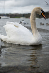 Obraz premium swan on the lake