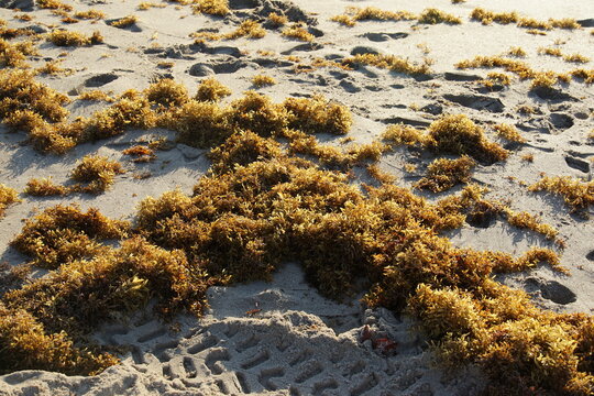 Algae, kelp, beach, fort lauderdale, florida, March 2026, holiday, half term, eary morning, sunrise
