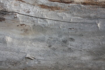 tree bark texture © orsinico