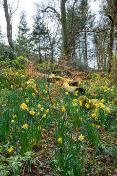 yellow flowers in the forest