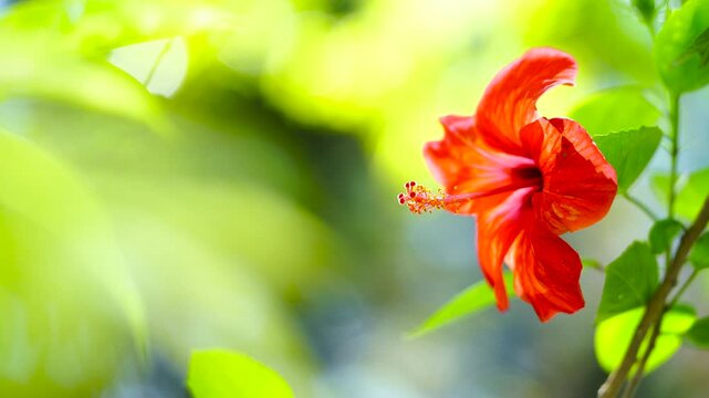 Red Hibiscus flower blooming and swaying in the garden with green bokeh background