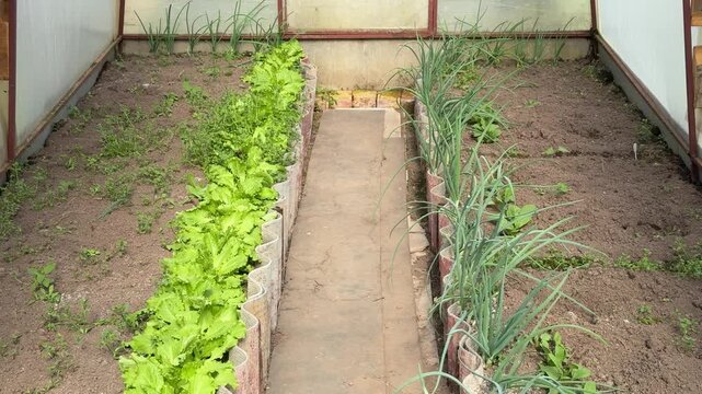 Young lettuce green onions in greenhouse, narrow soil beds beside central path under arched polycarbonate tunnel, rusted metal