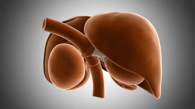 3D Rotation of Realistic Human Liver Anatomical Model in Warm Tones