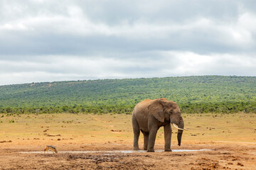 Fototapeta premium Elephant in Addo Elephant Safari Park