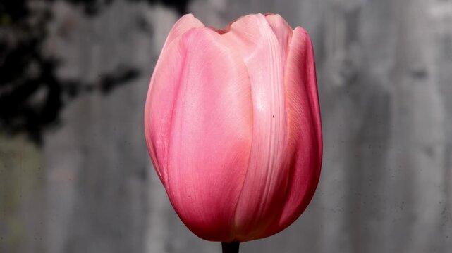 pink tulip flower on a gray background