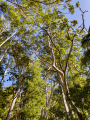 Fototapeta premium View of Bluegum, Eucalyptus tress in a forest