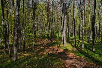 las wczesna wiosną  © pinus25