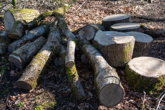 firewood in the forest