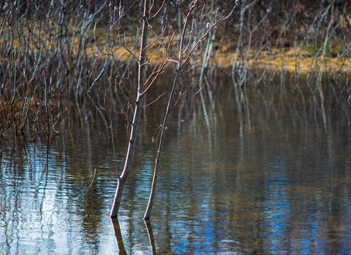 Bare trees standing in calm water with natural reflections