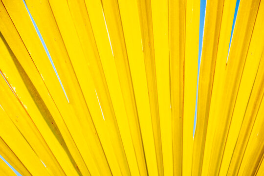 Yellow leaves and sunshine