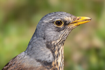 Kwiczoł(Turdus pilaris).  © Janusz Lipiński