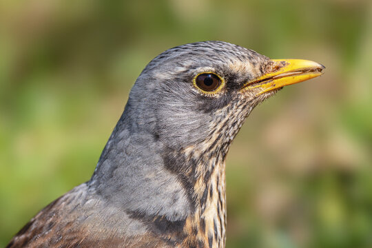 Kwiczoł(Turdus pilaris).	