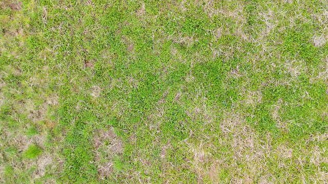 aerial grass patch texture background for natural surface concept with green vegetation and dry spots pattern