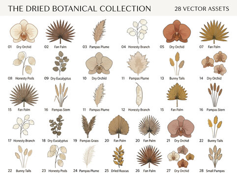 Dried Botanical Vector Collection - 28 Hand-Drawn Elements including Pampas Grass, Fan Palms, Dried Orchids, and Eucalyptus for Boho Wedding Decor and Minimalist Design