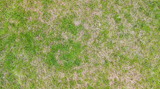 aerial grass texture top view for natural background with mixed green and dry vegetation surface pattern