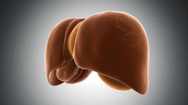 Realistic 3D Human Liver Anatomical Model Rotating in Space