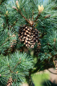 christmas tree branches with cones